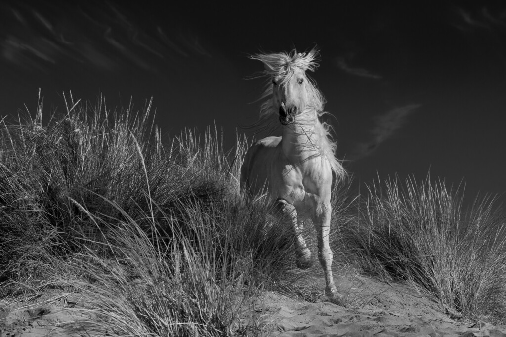 Camargue Stallion in France photograph by Leah Gray