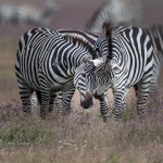 Zebras touching noses in Tanzania