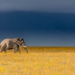 Elephant in the Ngorongoro Crater, Tanzania