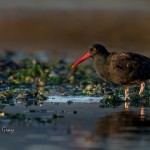 Black Oystercatcher