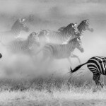 Zebras running away from a watering hole