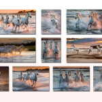 Photographic Society of America Portfolio