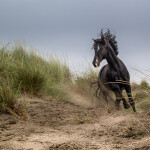 Black Stallion in the sand dunes