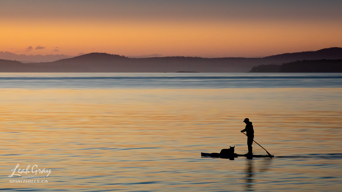A Man and his dog on a paddle board