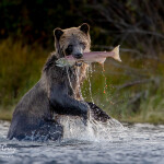 Grizzly Bear on the Chilko River in B.C. captures a Sockeye Salmon