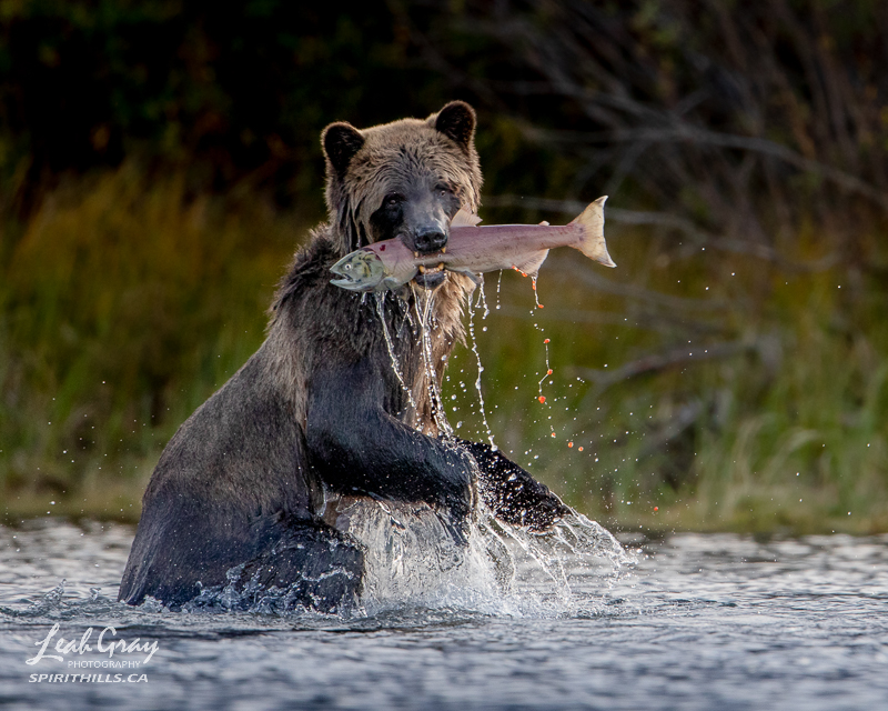 Grizzly Bear on the Chilko River in B.C. captures a Sockeye Salmon