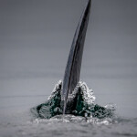 Killer Whale Dorsal Fin