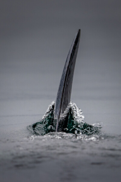 Killer Whale Dorsal Fin