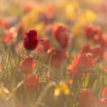 Tulips in the spring