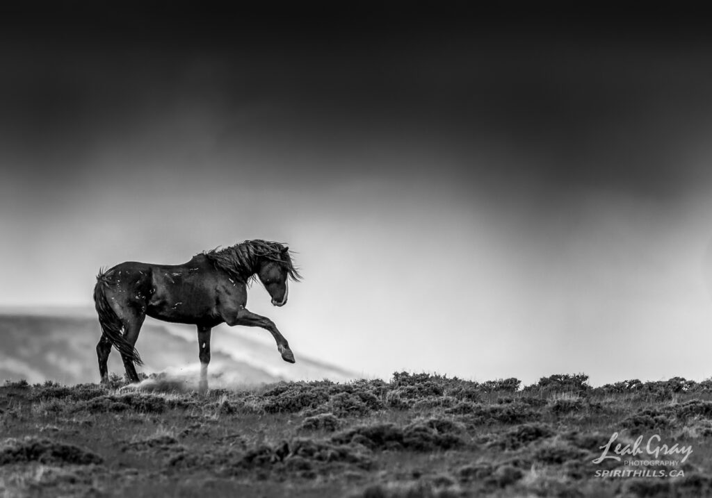 The Challenger, a black and white photograph of a wild stallion