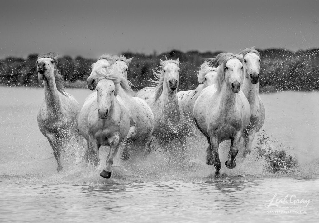 Wild Camargue horses