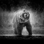 Grizzly Bear shaking off the water (by Leah Gray)