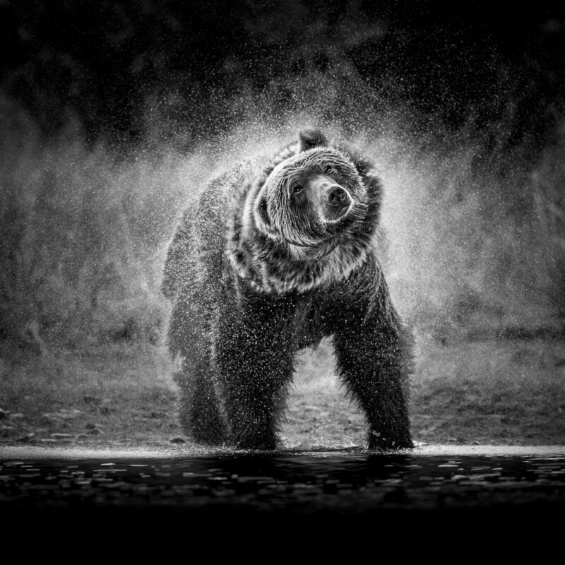 Grizzly Bear shaking off the water (by Leah Gray)