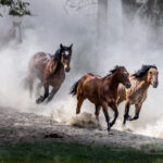 Horses galloping through the dust