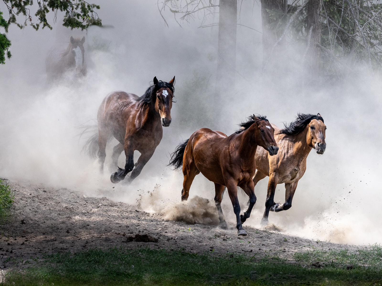 Horses galloping through the dust