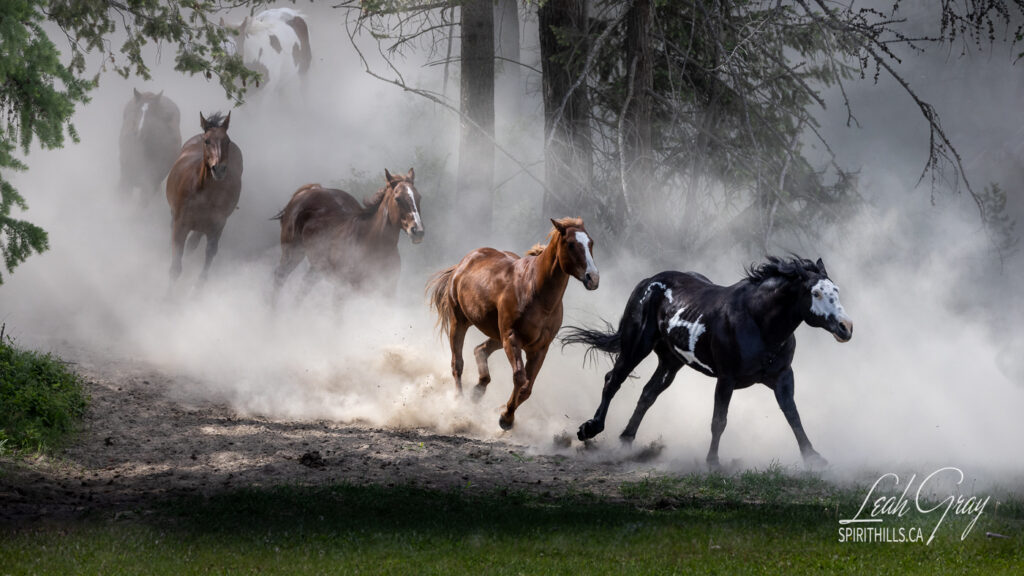 Gallop to Freedom