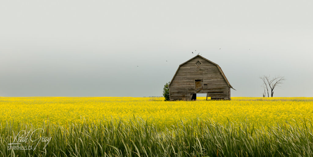 Canola Barn
