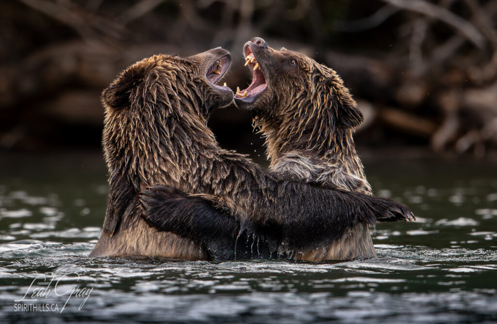 Grizzlies play fighting in the water.
