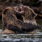 Grizzlies play fighting in the water.