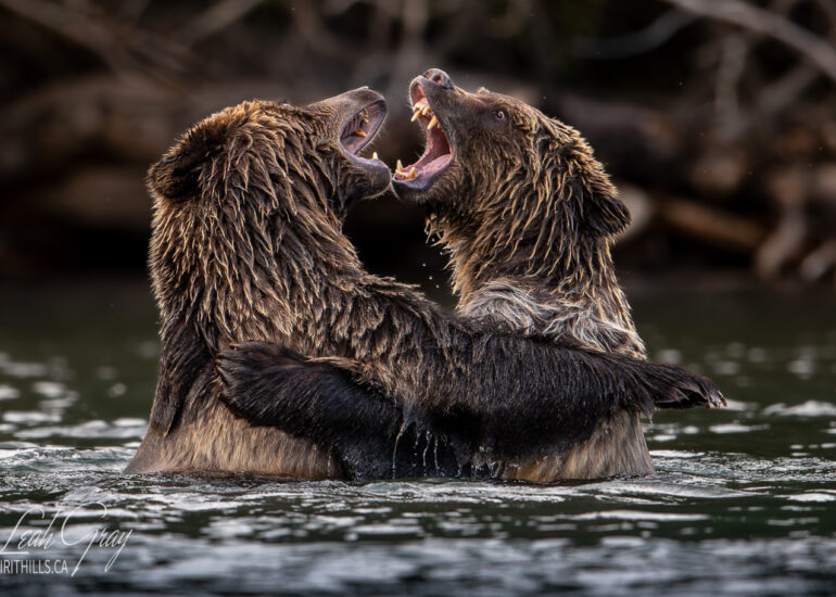 Grizzlies play fighting in the water.