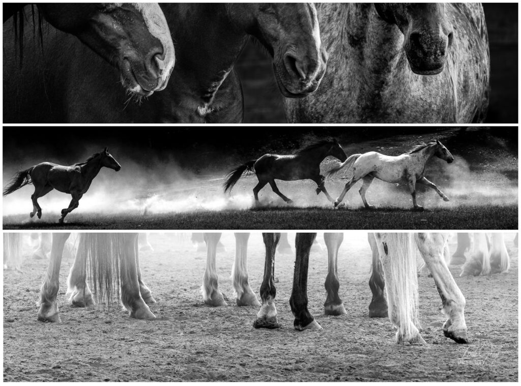 Three images of horses stacked vertically to create one image.