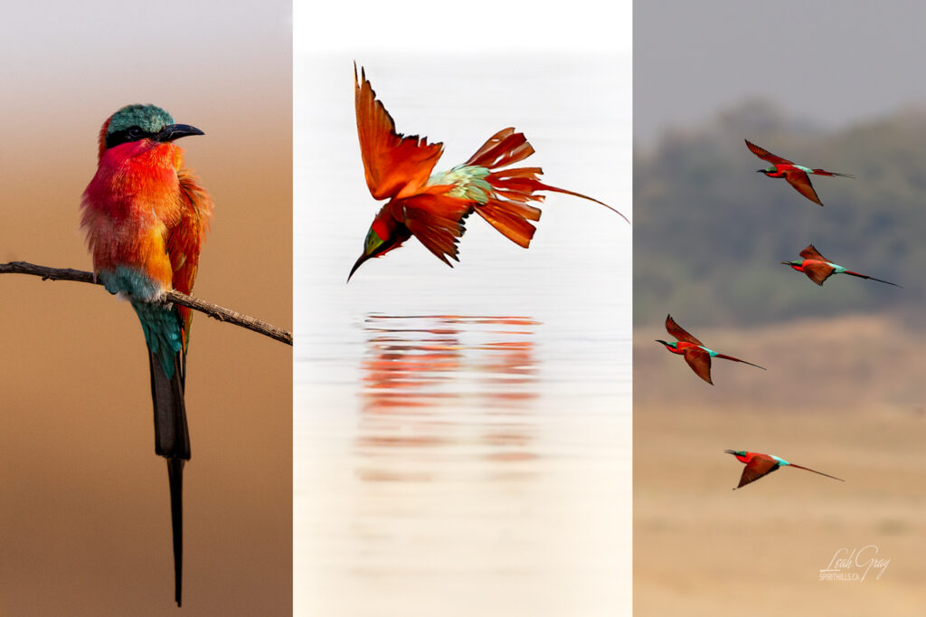 Three images of lined up horizontally to create one image.