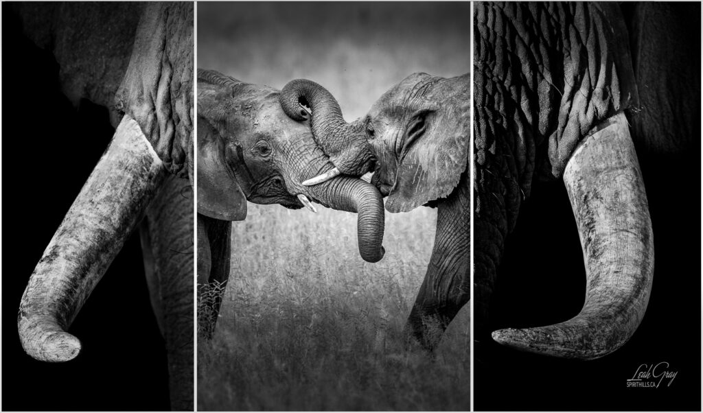 Three images combined in a row to create one image.